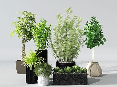 现代植物