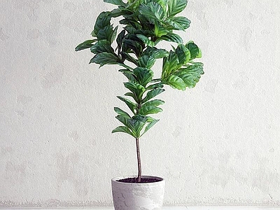 现代植物