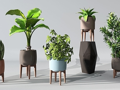 现代植物