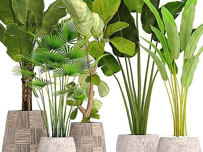 现代植物