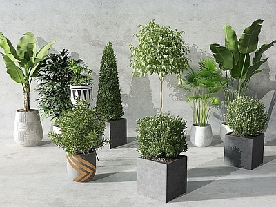 现代植物
