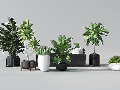 现代植物