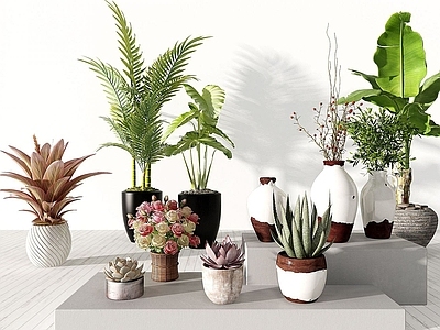 现代植物