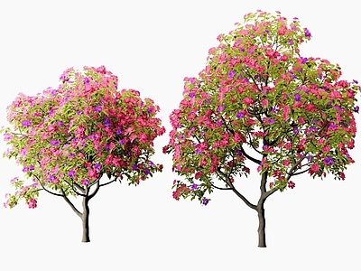 乔木 月季花 三角梅 杜鹃花 山茶花 花树