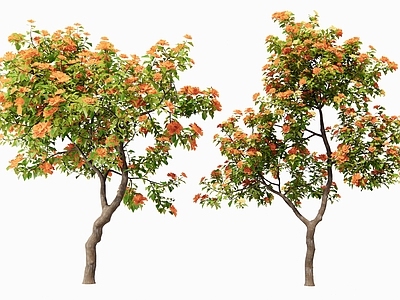 花 山茶花 月季花 三角梅 开花树 灌木