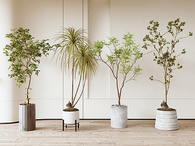 盆栽 现代绿植盆栽盆景 绿植 盆栽 盆景