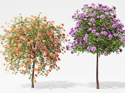 花 月季花 玫瑰花 秋海棠 洋桔梗 天竺葵