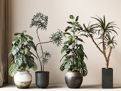 现代盆栽 龟背竹盆栽 绿植 中古风盆栽 落地植物 盆栽盆景