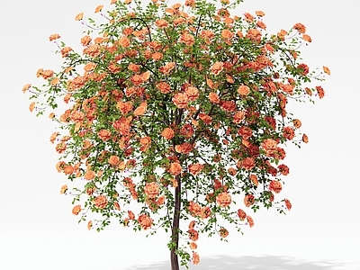 灌木 玫瑰花 秋海棠 洋桔梗 天竺葵 开花树