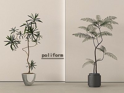 盆栽 盆景盆栽 绿植盆栽