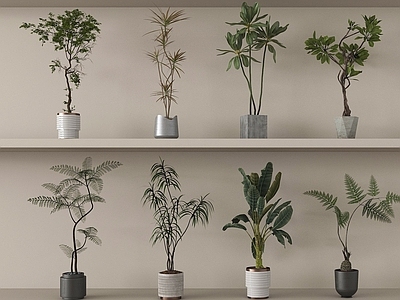盆栽 盆景盆栽 绿植盆栽