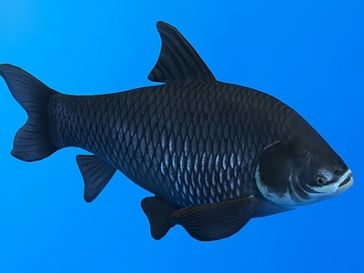 水生类动物 青鱼 黑鲩 动物 生物