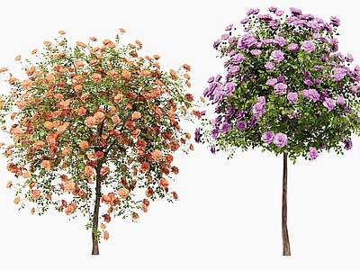 花草组合 玫瑰花 花树 紫薇 月季花 灌木