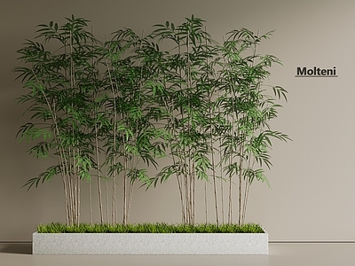竹子 柱子 竹林 景观林