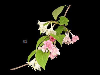 花 风铃草 蓝盆花 锦带花 花卉绿植 装饰花野花