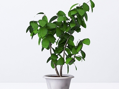 现代绿植室内盆栽