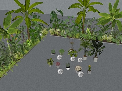 植物组合 盆栽组合 树池植物组合 芭蕉 天堂鸟