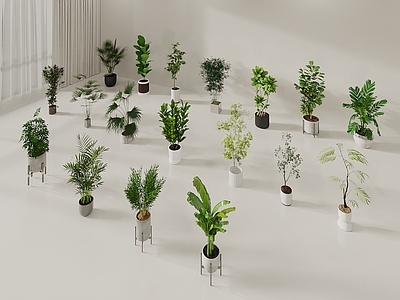 盆栽 绿萝 天堂鸟 绿植盆栽 迎客松 绿植摆件