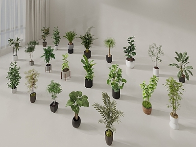 盆栽 绿植盆栽 绿植摆件 迎客松 绿萝 天堂鸟