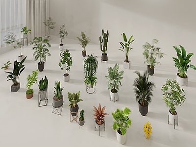 盆栽 绿植盆栽 植物组合 吊兰 绿萝 天堂鸟