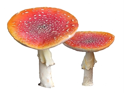 植物堆 蘑菇 毒蘑菇 鹅膏菌 毒蝇伞
