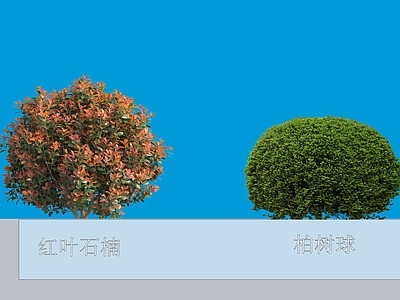 灌木 灌木球