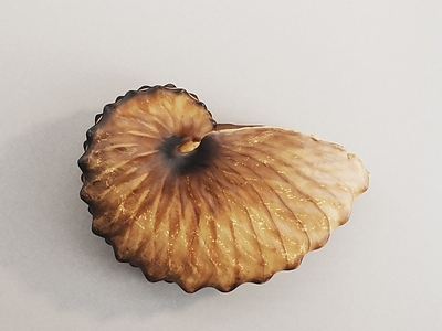 水生类动物 螺 化石 贝壳 海螺 菊石
