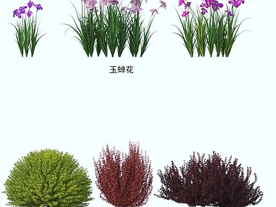 灌木 灌木花草 植物类