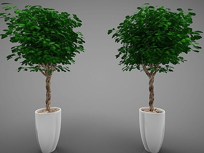 现代风格植物