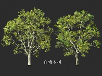 乔木 白蜡木树