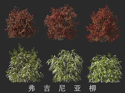 灌木 弗吉尼亚柳