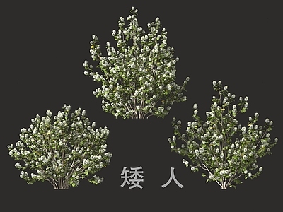 灌木 灌木花