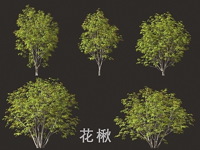灌木 花楸