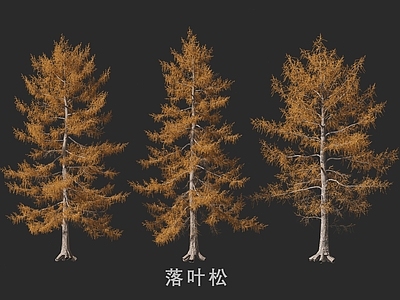 乔木 落叶松