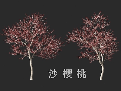 乔木 沙樱桃