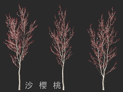 景观树 沙樱桃
