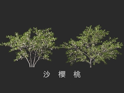 灌木 沙樱桃