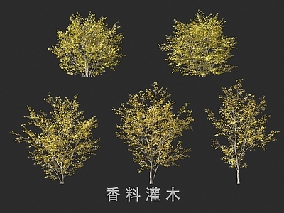 景观树 香料灌木