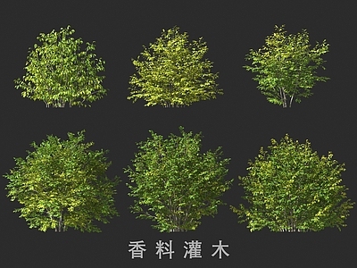 灌木 香料灌木