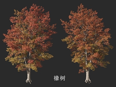 乔木 橡树