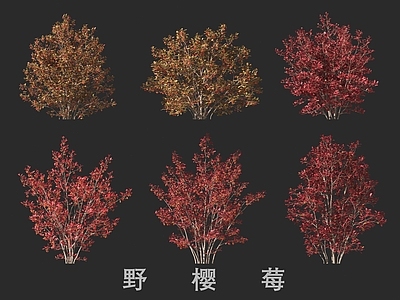 景观树 野樱莓
