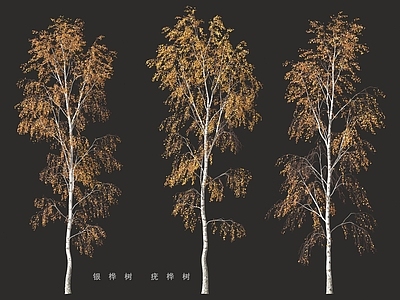 景观树 银桦树 疣桦树