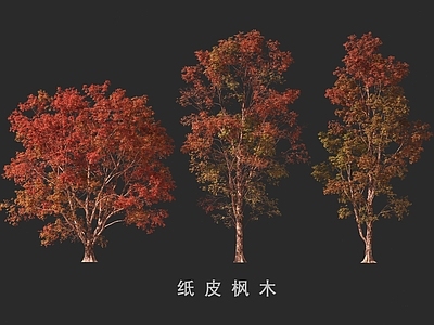 景观树 纸皮枫木