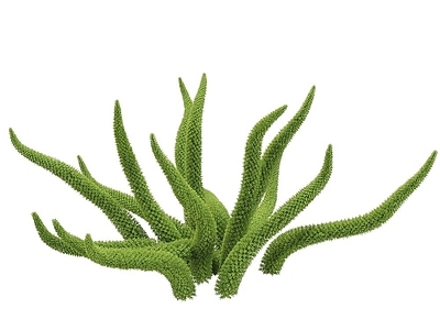 现代佛龛 现代植物矮灌