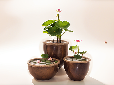 水生植物 荷花