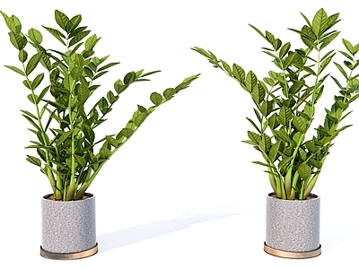 盆栽 绿萝柱 室内植物
