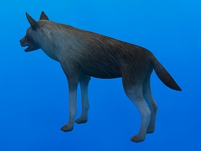 爬行类动物 褐鬣狗 棕鬣狗 动物 生物