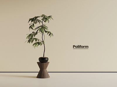 盆栽 现代植物 绿植 盆栽