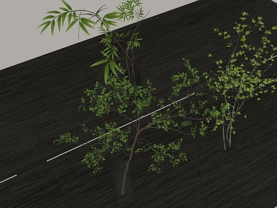 水生植物 绿植 植物摆件 水生植物