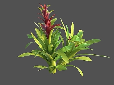 花草 星花凤梨 凤梨 热带雨林 热带彩叶 积水凤梨